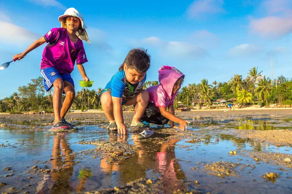 Samui, Tayland - 29 Mart 2018: Koh Samui Adası, Tayland bir yaz günü hasat çocuk istiridye