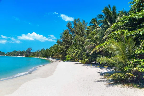 Koh Samui Adası, Tayland bir yaz günü palmiye ağaçları ile tropikal plaj