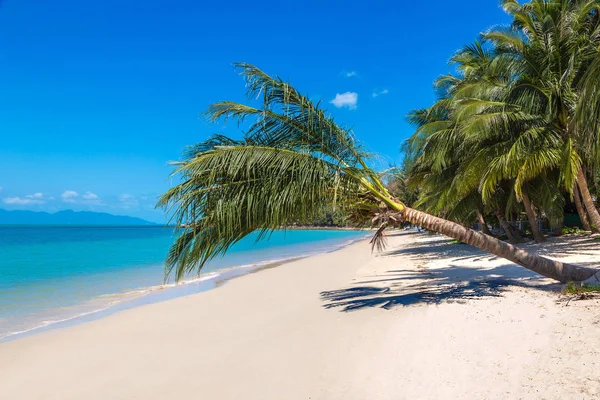 Praia Tropical Com Palmeiras Ilha Koh Samui Tailândia Dia Verão — Fotografia de Stock