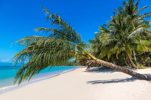 Praia Tropical Com Palmeiras Ilha Koh Samui Tailândia Dia Verão — Fotografia de Stock