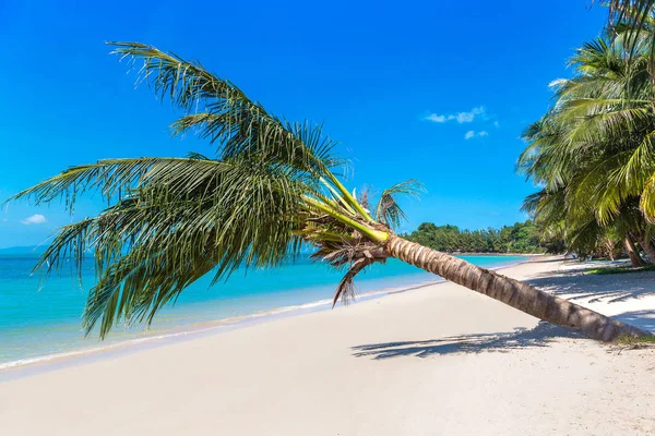 Koh Samui Adası, Tayland bir yaz günü palmiye ağaçları ile tropikal plaj