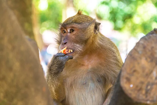Scimmia Sulla Spiaggia Scimmia Nell Isola Koh Phi Phi Thailandia — Foto Stock