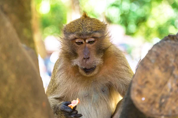 Scimmia Sulla Spiaggia Scimmia Nell Isola Koh Phi Phi Thailandia — Foto Stock