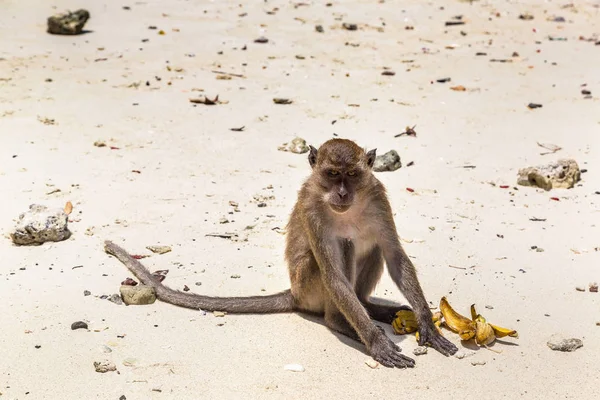 Maymun maymunu Beach Koh Phi Phi Island, bir yaz günü Tayland