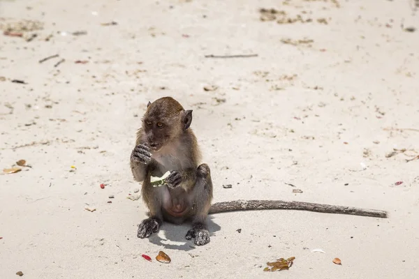 Maymun maymunu Beach Koh Phi Phi Island, bir yaz günü Tayland