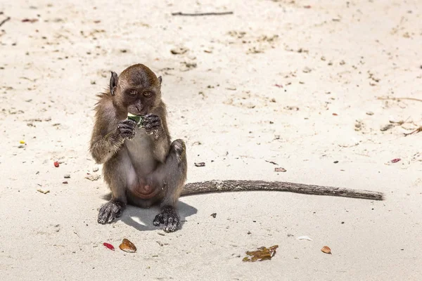 猴子在猴子海滩在皮皮岛海岛 泰国在夏天天 — 图库照片