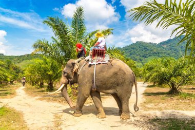 Bir yaz günü fil yalak orman Tayland sürme turist