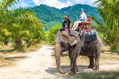 Surat Thani, Tayland - 25 Mart 2018: Turist Tayland'da fil yalak orman içinde bir yaz günü sürme