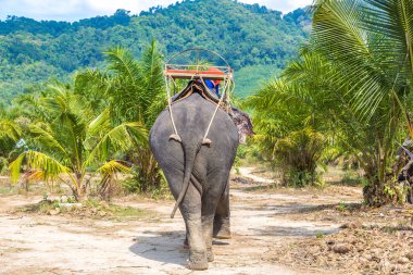 Bir yaz günü fil yalak orman Tayland sürme turist