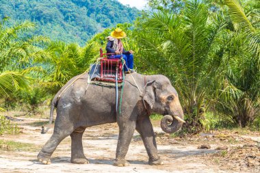 Bir yaz günü fil yalak orman Tayland sürme turist