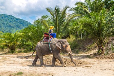 Bir yaz günü fil yalak orman Tayland sürme turist