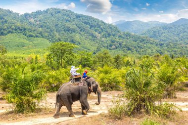 Bir yaz günü fil yalak orman Tayland sürme turist