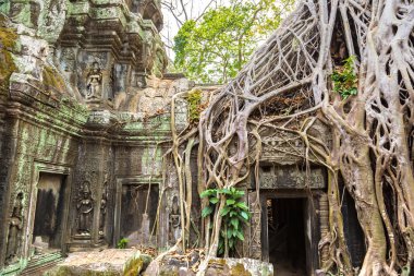 Ta Prohm tapınak kalıntıları olduğunu Khmer antik tapınak Siem Reap içinde karmaşık Angkor Wat, Kamboçya'da bir yaz günü