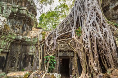 Ta Prohm tapınak kalıntıları olduğunu Khmer antik tapınak Siem Reap içinde karmaşık Angkor Wat, Kamboçya'da bir yaz günü