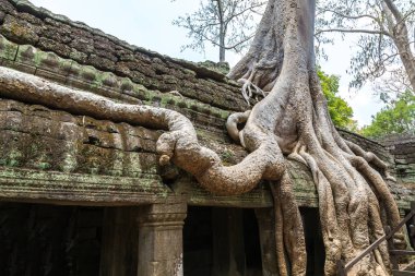 Ta Prohm tapınak kalıntıları olduğunu Khmer antik tapınak Siem Reap içinde karmaşık Angkor Wat, Kamboçya'da bir yaz günü