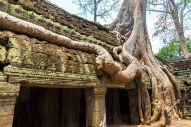 Ta Prohm tapınak kalıntıları olduğunu Khmer antik tapınak Siem Reap içinde karmaşık Angkor Wat, Kamboçya'da bir yaz günü