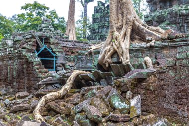 Ta Prohm tapınak kalıntıları olduğunu Khmer antik tapınak Siem Reap içinde karmaşık Angkor Wat, Kamboçya'da bir yaz günü