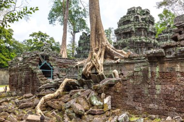 Ta Prohm tapınak kalıntıları olduğunu Khmer antik tapınak Siem Reap içinde karmaşık Angkor Wat, Kamboçya'da bir yaz günü