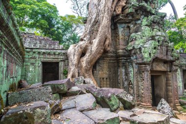 Ta Prohm tapınak kalıntıları olduğunu Khmer antik tapınak Siem Reap içinde karmaşık Angkor Wat, Kamboçya'da bir yaz günü