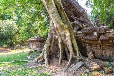 Ta Prohm tapınak kalıntıları olduğunu Khmer antik tapınak Siem Reap içinde karmaşık Angkor Wat, Kamboçya'da bir yaz günü