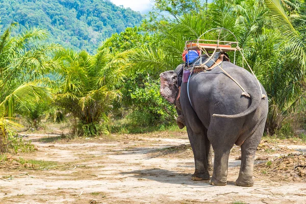 Los Turistas Montar Elefante Través Selva Tailandia Día Verano —  Fotos de Stock