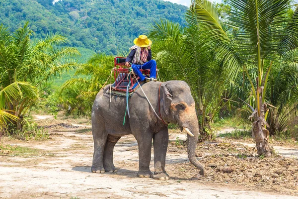 Bir yaz günü fil yalak orman Tayland sürme turist
