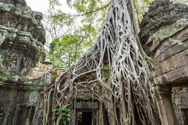 Ta Prohm tapınak kalıntıları olduğunu Khmer antik tapınak Siem Reap içinde karmaşık Angkor Wat, Kamboçya'da bir yaz günü