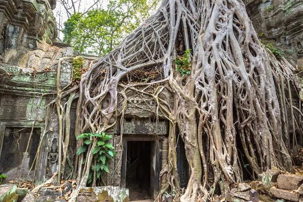 Ta Prohm tapınak kalıntıları olduğunu Khmer antik tapınak Siem Reap içinde karmaşık Angkor Wat, Kamboçya'da bir yaz günü