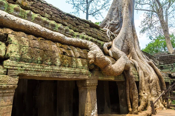 Ta Prohm tapınak kalıntıları olduğunu Khmer antik tapınak Siem Reap içinde karmaşık Angkor Wat, Kamboçya'da bir yaz günü