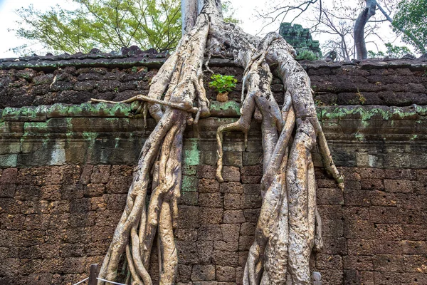 Prohm Tapınak Kalıntıları Olduğunu Khmer Antik Tapınak Siem Reap Içinde — Stok fotoğraf