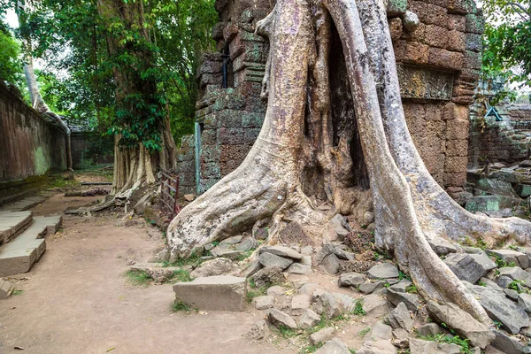 Prohm Ruinas Del Templo Khmer Antiguo Templo Complejo Angkor Wat — Foto de Stock