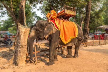 Turistler vasıl Angkor Wat, Siem Reap, Kamboçya'da bir yaz günü yakınındaki alan bir fil binmek