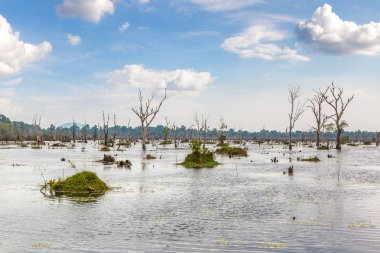Kompleks Angkor Wat Bataklığı Siem Reap, Kamboçya 'da yaz günü