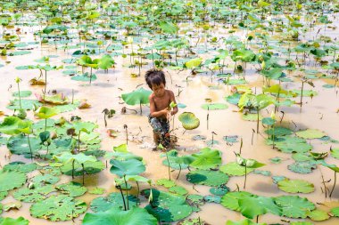 Siem Reap, Kamboçya - 11 Haziran 2018: Lotus Lotus çiftliğinin yakınlarında Siem Reap, Kamboçya'da bir yaz günü sahasının çocuk