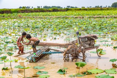 Siem Reap, Kamboçya - 11 Haziran 2018: Lotus Lotus çiftlik sahasının iki erkek Siem Reap, Kamboçya'da bir yaz günü yakın: