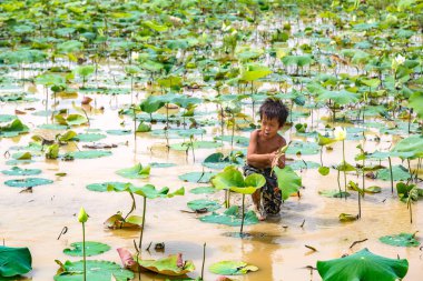Siem Reap, Kamboçya - 11 Haziran 2018: Lotus Lotus çiftliğinin yakınlarında Siem Reap, Kamboçya'da bir yaz günü sahasının çocuk