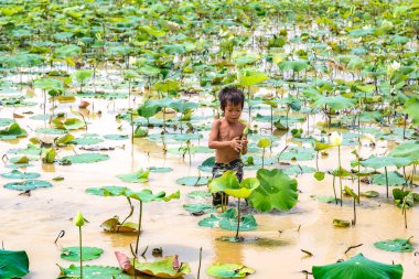 Siem Reap, Kamboçya - 11 Haziran 2018: Lotus Lotus çiftliğinin yakınlarında Siem Reap, Kamboçya'da bir yaz günü sahasının çocuk