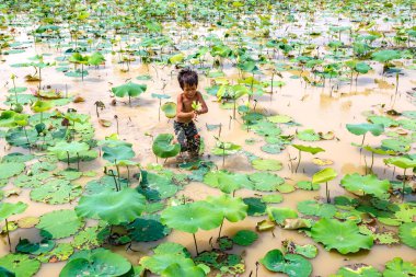 Siem Reap, Kamboçya - 11 Haziran 2018: Lotus Lotus çiftliğinin yakınlarında Siem Reap, Kamboçya'da bir yaz günü sahasının çocuk