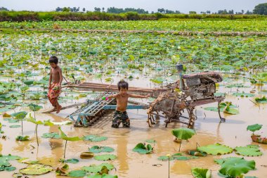 Siem Reap, Kamboçya - 11 Haziran 2018: Lotus Lotus çiftlik sahasının iki erkek Siem Reap, Kamboçya'da bir yaz günü yakın: