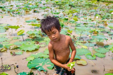 Siem Reap, Kamboçya - 11 Haziran 2018: Lotus Lotus çiftliğinin yakınlarında Siem Reap, Kamboçya'da bir yaz günü sahasının çocuk