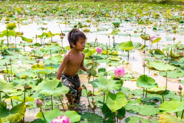 Siem Reap, Kamboçya - 11 Haziran 2018: Lotus Lotus çiftliğinin yakınlarında Siem Reap, Kamboçya'da bir yaz günü sahasının çocuk