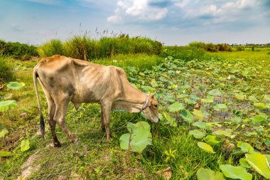 Siem Reap, Kamboçya'da bir yaz günü yakınındaki Lotus çiftliğinde Asya inek