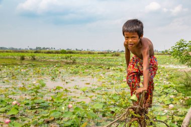 Siem Reap, Kamboçya - 11 Haziran 2018: Lotus Lotus çiftliğinin yakınlarında Siem Reap, Kamboçya'da bir yaz günü sahasının çocuk