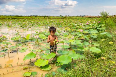 Siem Reap, Kamboçya - 11 Haziran 2018: Lotus Lotus çiftliğinin yakınlarında Siem Reap, Kamboçya'da bir yaz günü sahasının çocuk