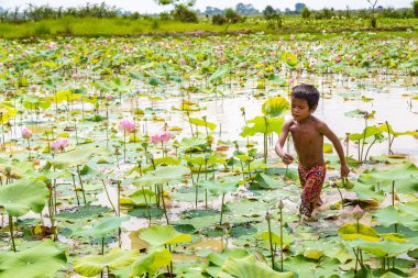 Siem Reap, Kamboçya - 11 Haziran 2018: Lotus Lotus çiftliğinin yakınlarında Siem Reap, Kamboçya'da bir yaz günü sahasının çocuk