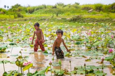 Siem Reap, Kamboçya - 11 Haziran 2018: Lotus Lotus çiftlik sahasının iki erkek Siem Reap, Kamboçya'da bir yaz günü yakın: