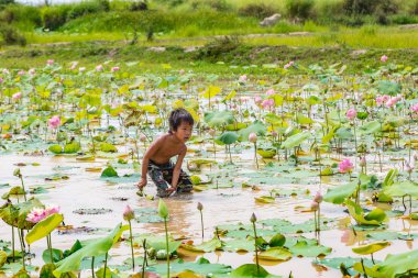 Siem Reap, Kamboçya - 11 Haziran 2018: Lotus Lotus çiftliğinin yakınlarında Siem Reap, Kamboçya'da bir yaz günü sahasının çocuk
