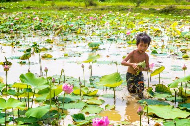 Siem Reap, Kamboçya - 11 Haziran 2018: Lotus Lotus çiftliğinin yakınlarında Siem Reap, Kamboçya'da bir yaz günü sahasının çocuk