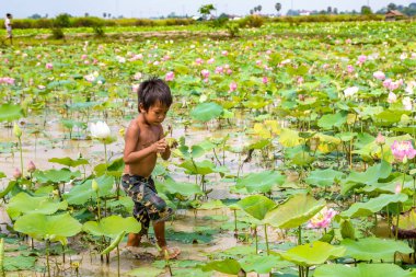 Siem Reap, Kamboçya - 11 Haziran 2018: Lotus Lotus çiftliğinin yakınlarında Siem Reap, Kamboçya'da bir yaz günü sahasının çocuk