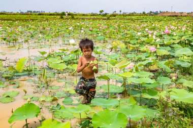 Siem Reap, Kamboçya - 11 Haziran 2018: Lotus Lotus çiftliğinin yakınlarında Siem Reap, Kamboçya'da bir yaz günü sahasının çocuk